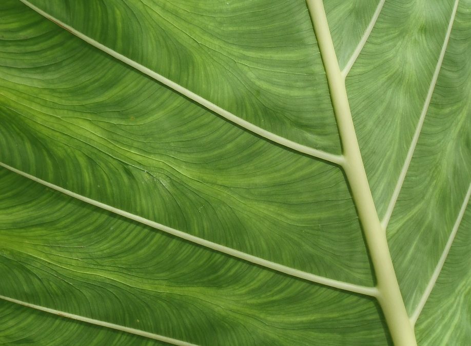 Dinas Damkar Pontianak Padamkan Kebakaran di Rumah Sakit